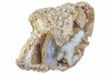 11.8" Agatized Fossil Coral Geode - Florida - #188204-2